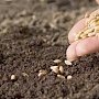 Крымский филиал Россельхозцентра приступил к проверке посевных качеств семян нового урожая